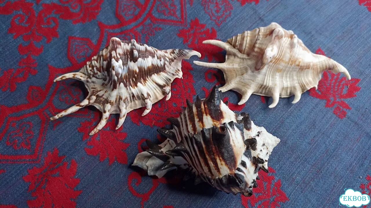 Морские ракушки раковины фото 5