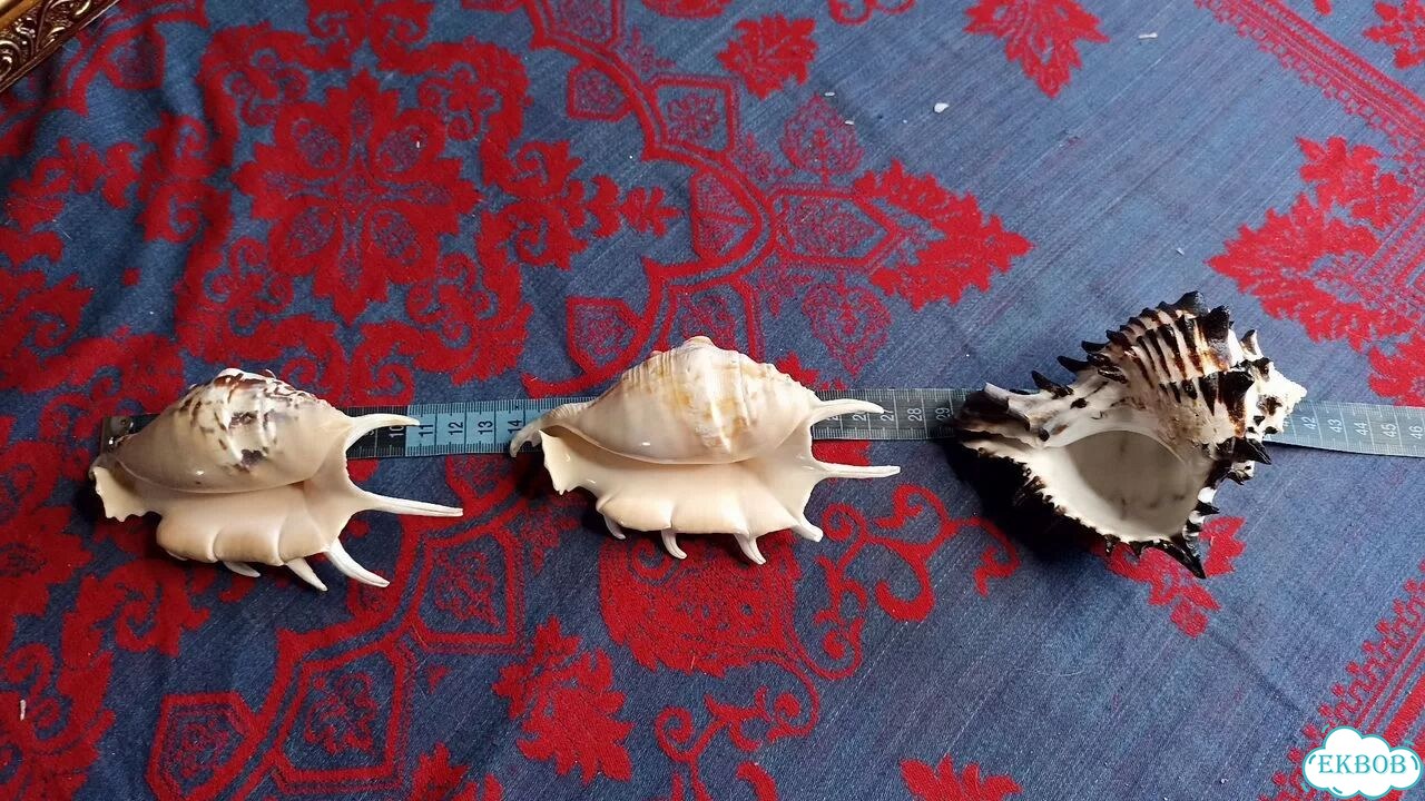 Морские ракушки раковины фото 6