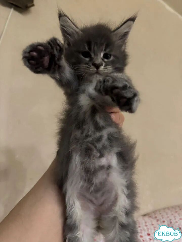 Мейн-кун котёнок фото 1
