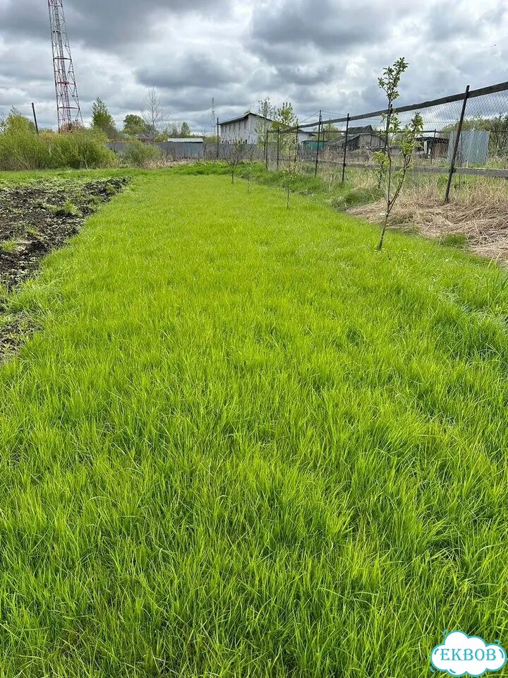 Газонная трава, вытесняющая сорняки фото 1