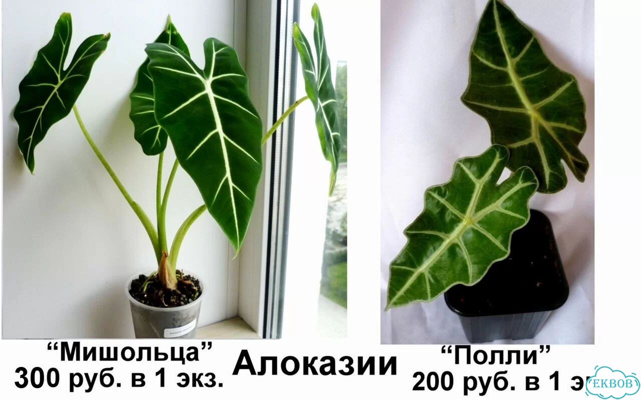 Алоказии,Фикус,Традесканции,Пилея,Ирезине,Рео фото 1