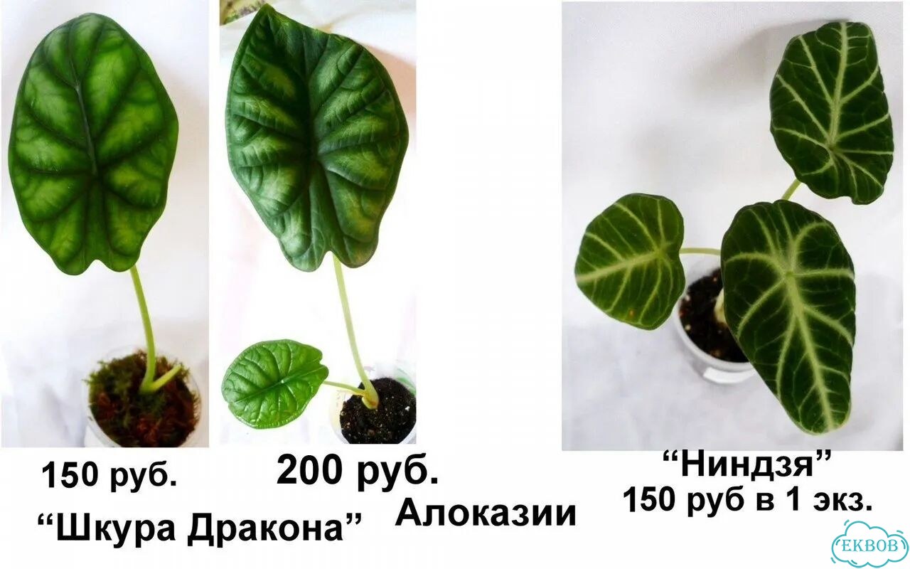 Алоказии,Фикус,Традесканции,Пилея,Ирезине,Рео фото 2