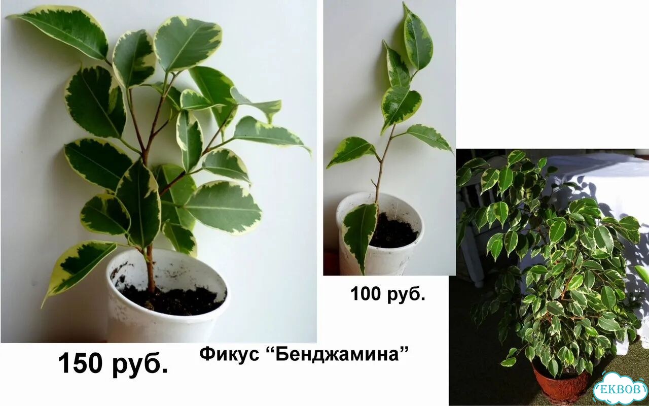Алоказии,Фикус,Традесканции,Пилея,Ирезине,Рео фото 3