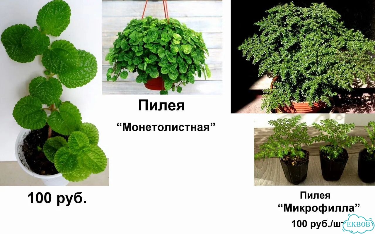 Алоказии,Фикус,Традесканции,Пилея,Ирезине,Рео фото 4