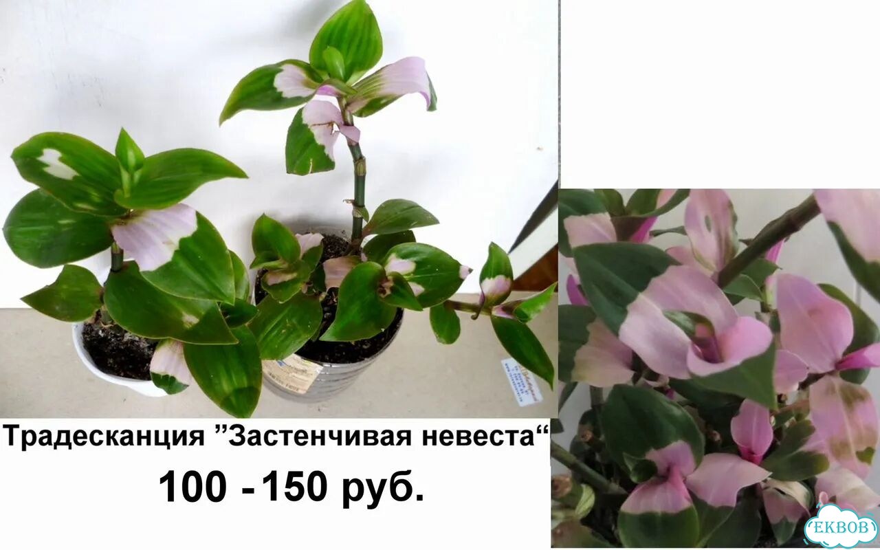 Алоказии,Фикус,Традесканции,Пилея,Ирезине,Рео фото 6