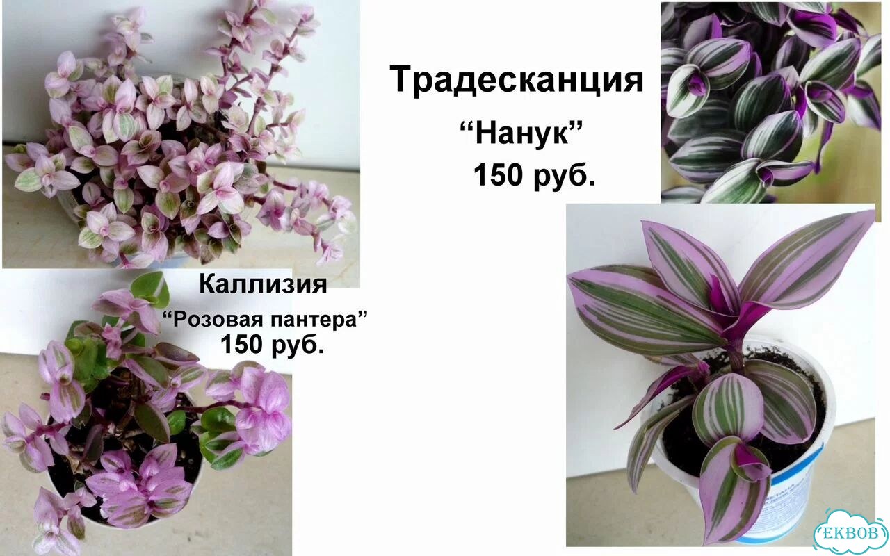 Алоказии,Фикус,Традесканции,Пилея,Ирезине,Рео фото 7