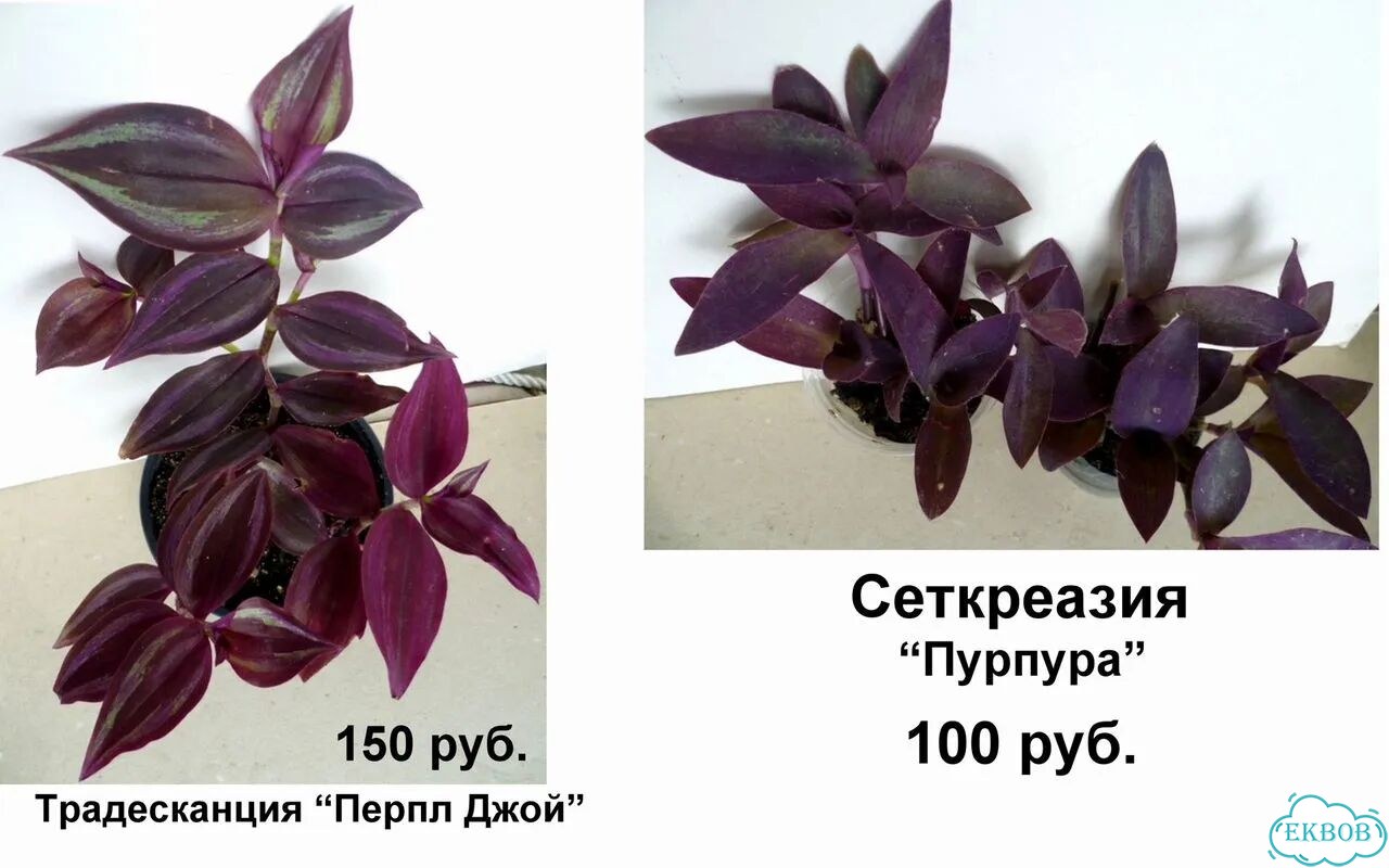 Алоказии,Фикус,Традесканции,Пилея,Ирезине,Рео фото 8