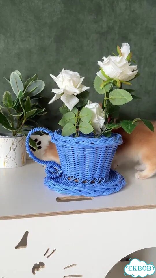 Шотландский прямоухий короткошёрстный котёнок фото 1