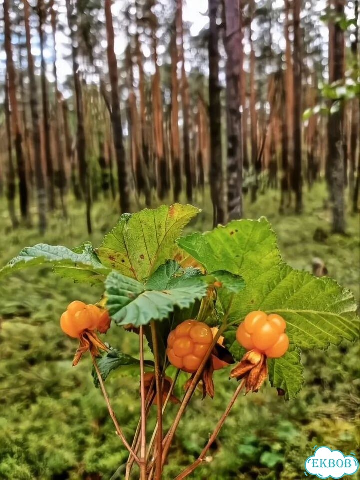 Морошка свежая местная фото 1