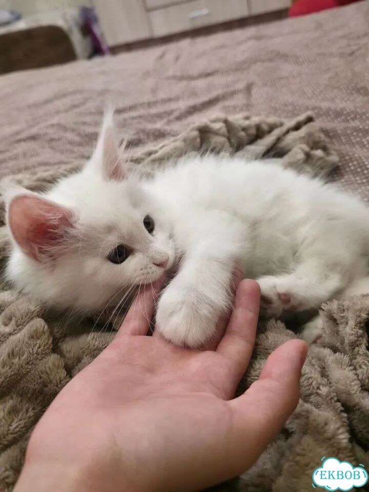 Мейн-кун котёнок фото 1