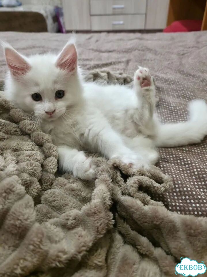 Мейн-кун котёнок фото 2