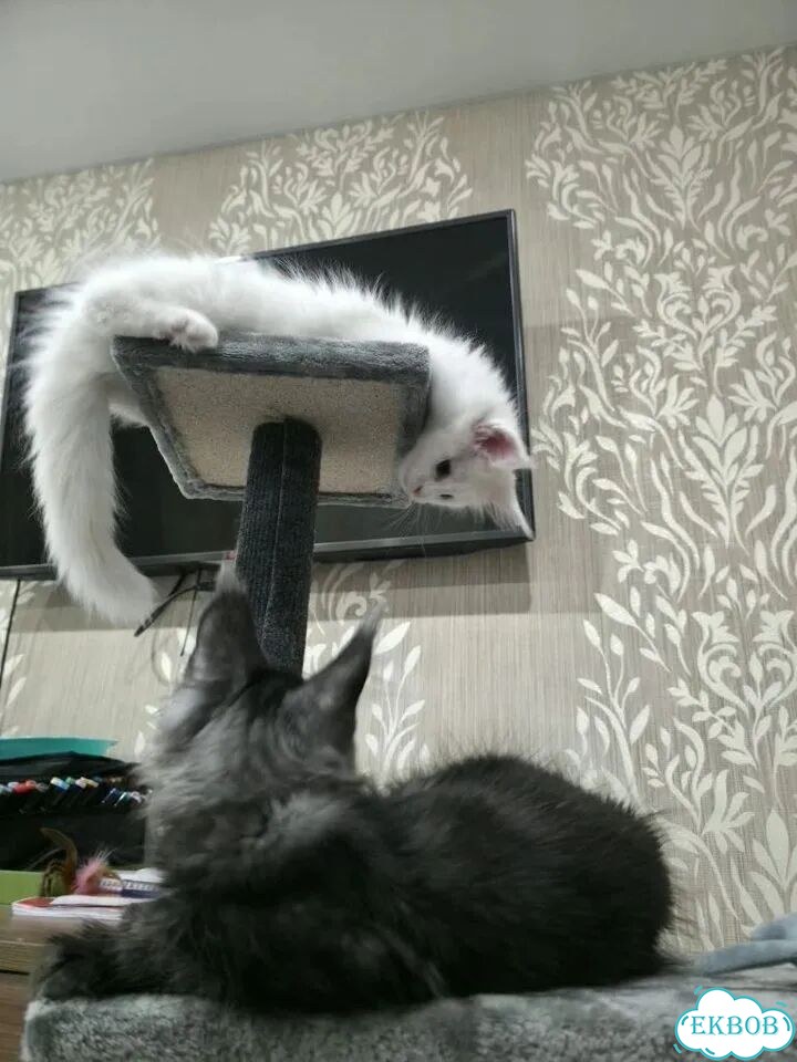 Мейн-кун котёнок фото 5