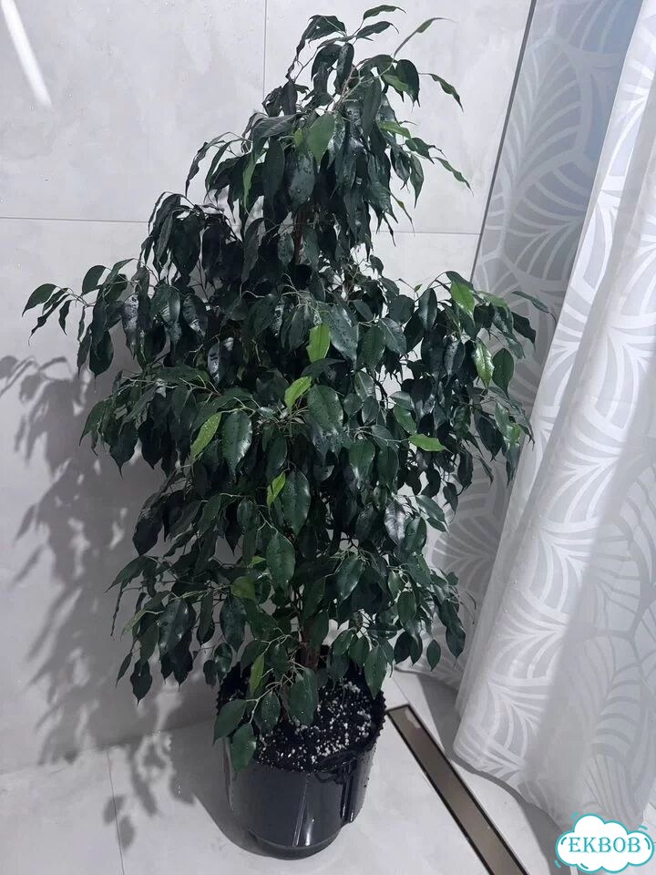 Фикус бенджамина большой фото 8