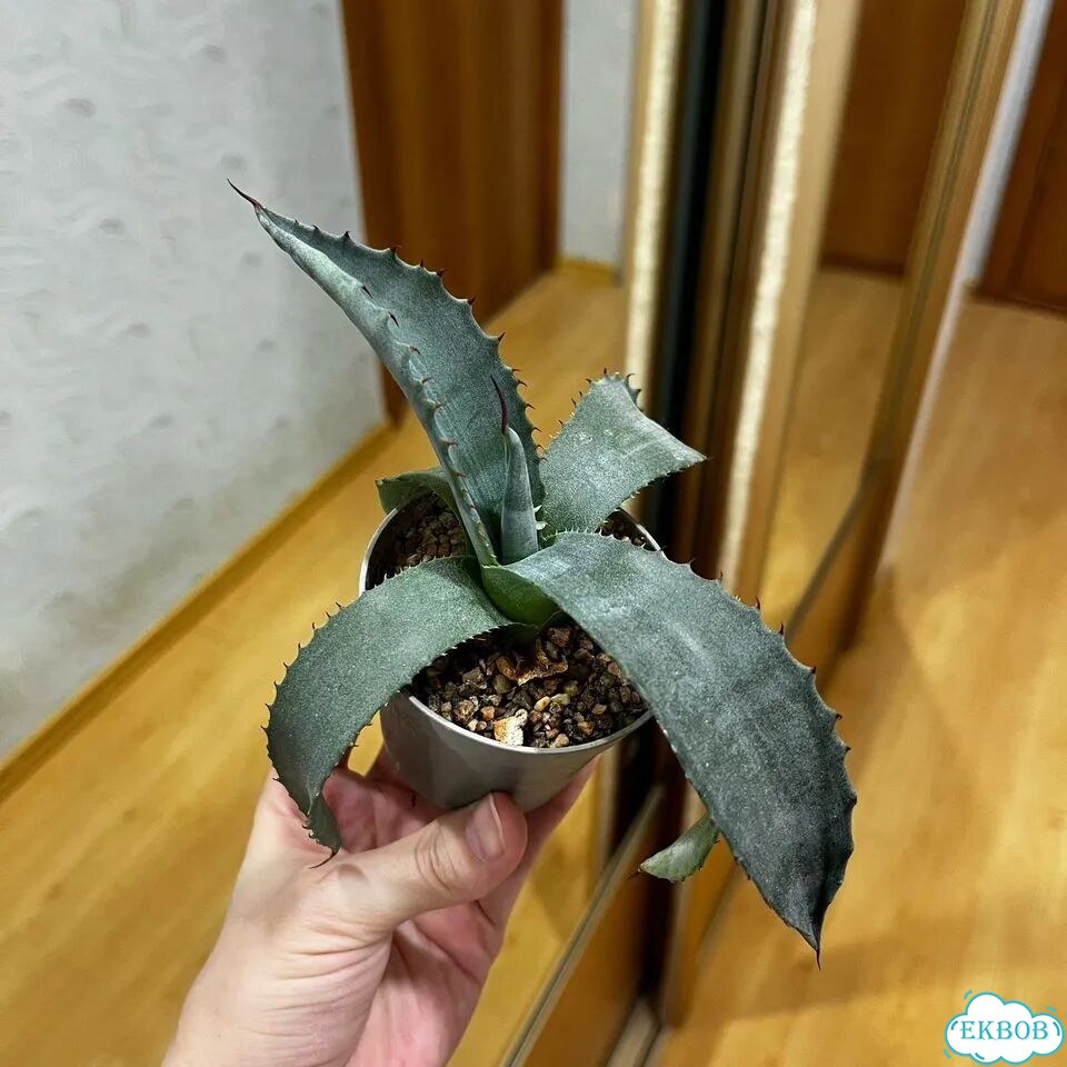 Суккулент Агава из семечки выращен фото 2