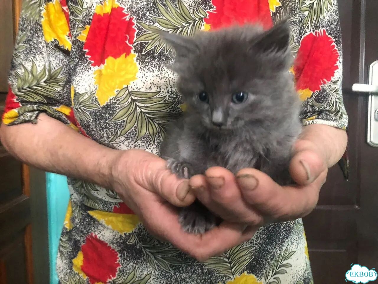 Котёнок в добрые руки фото 1