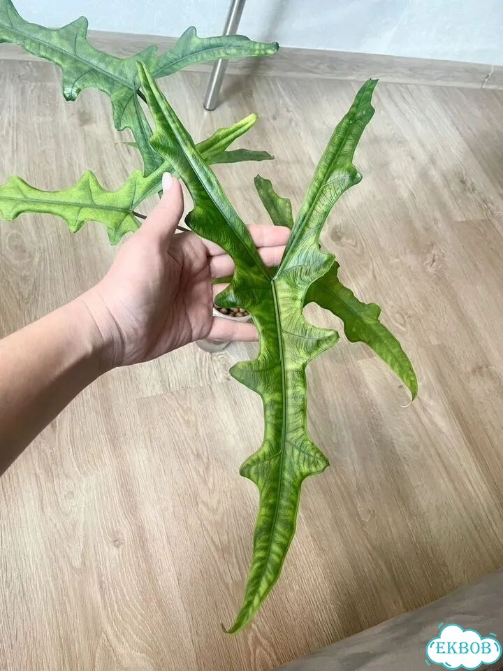Алоказия Сабрина детка фото 1