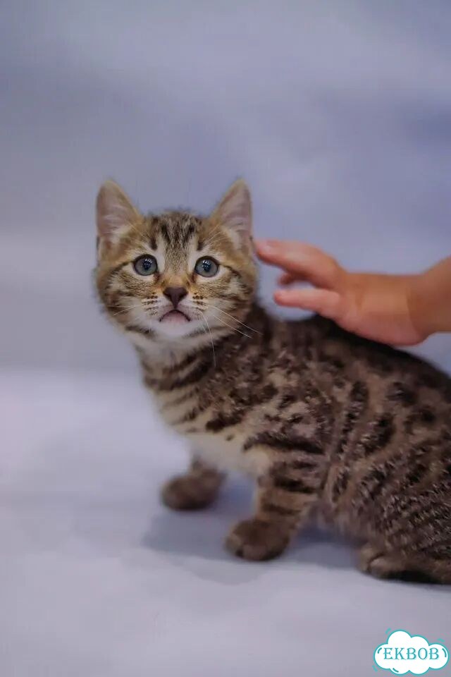 Бенгальский котёнок фото 1