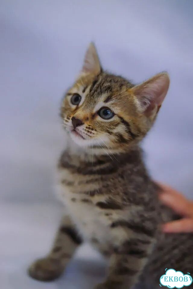 Бенгальский котёнок фото 2
