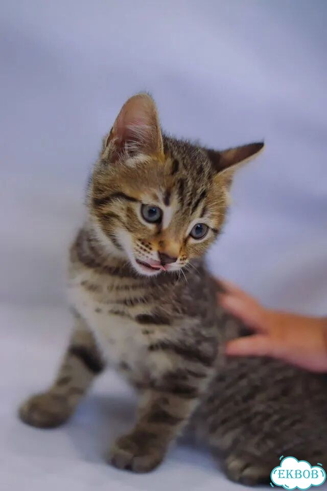 Бенгальский котёнок фото 3
