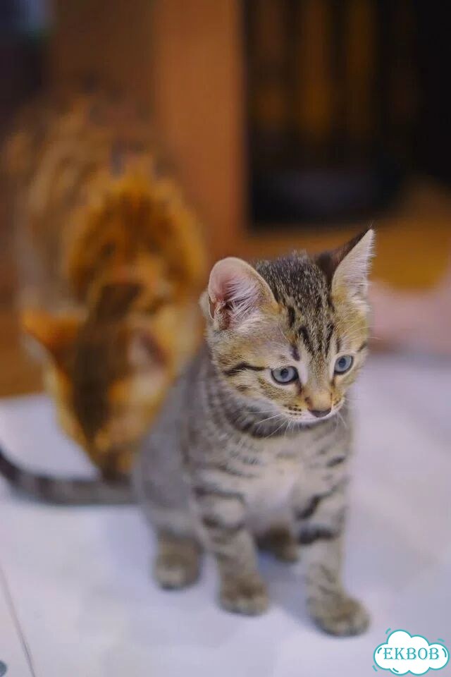 Бенгальский котёнок фото 4
