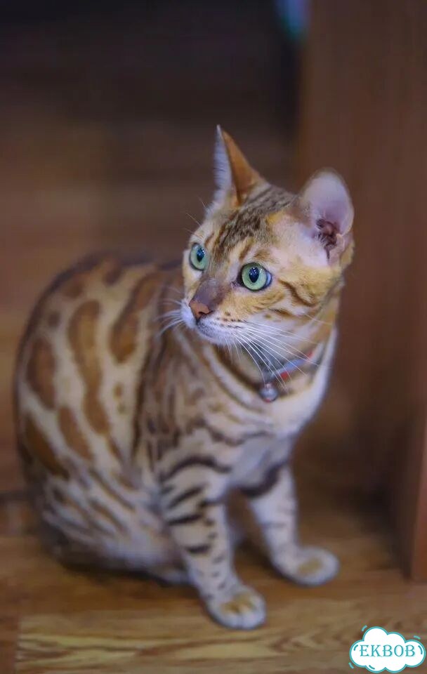 Бенгальский котёнок фото 6