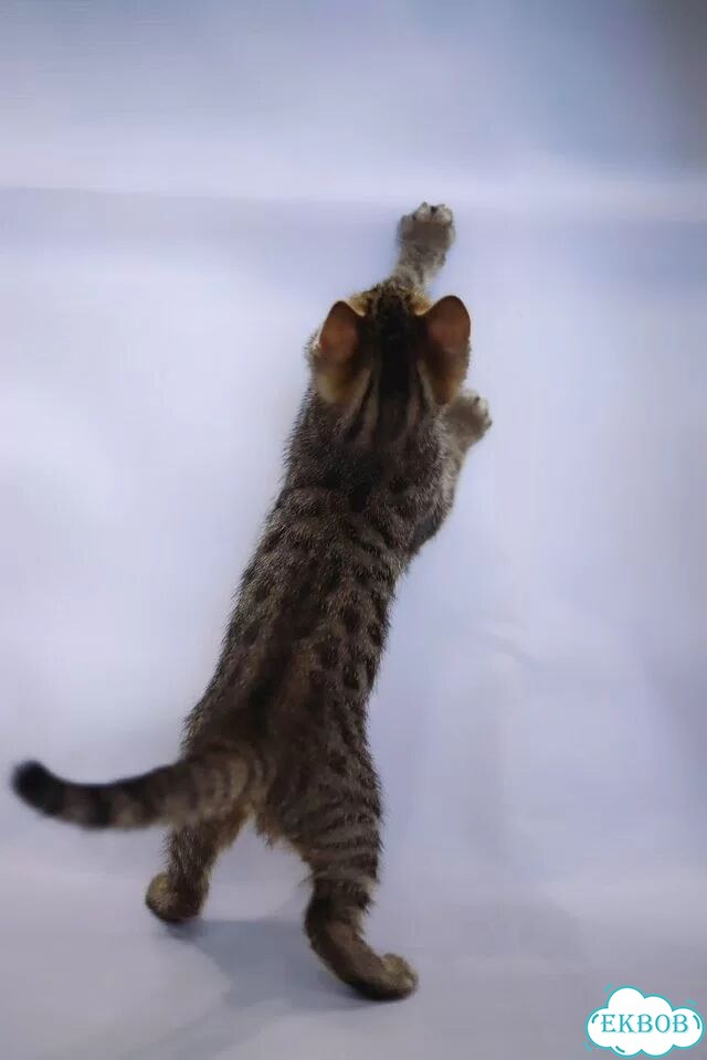 Бенгальский котёнок фото 7