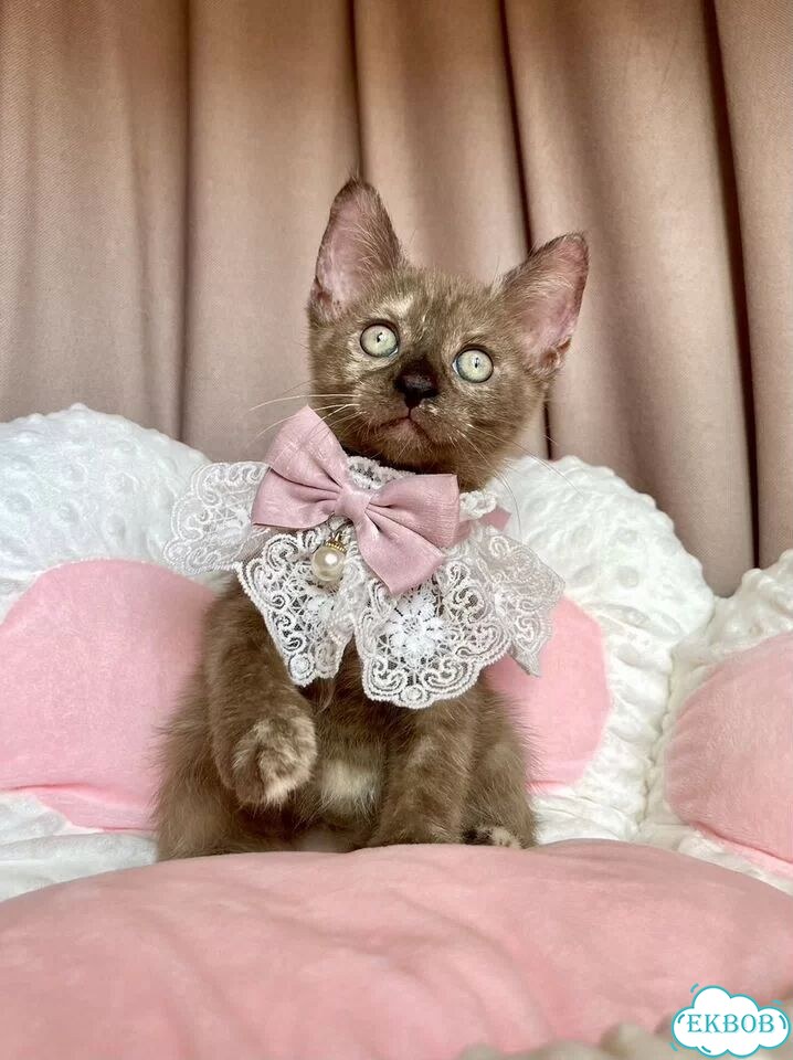 Канадский сфинкс котёнок фото 1