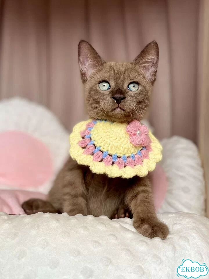 Канадский сфинкс котёнок фото 1