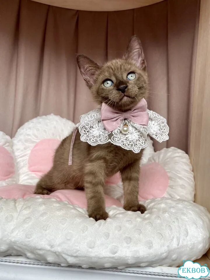 Канадский сфинкс котёнок фото 10
