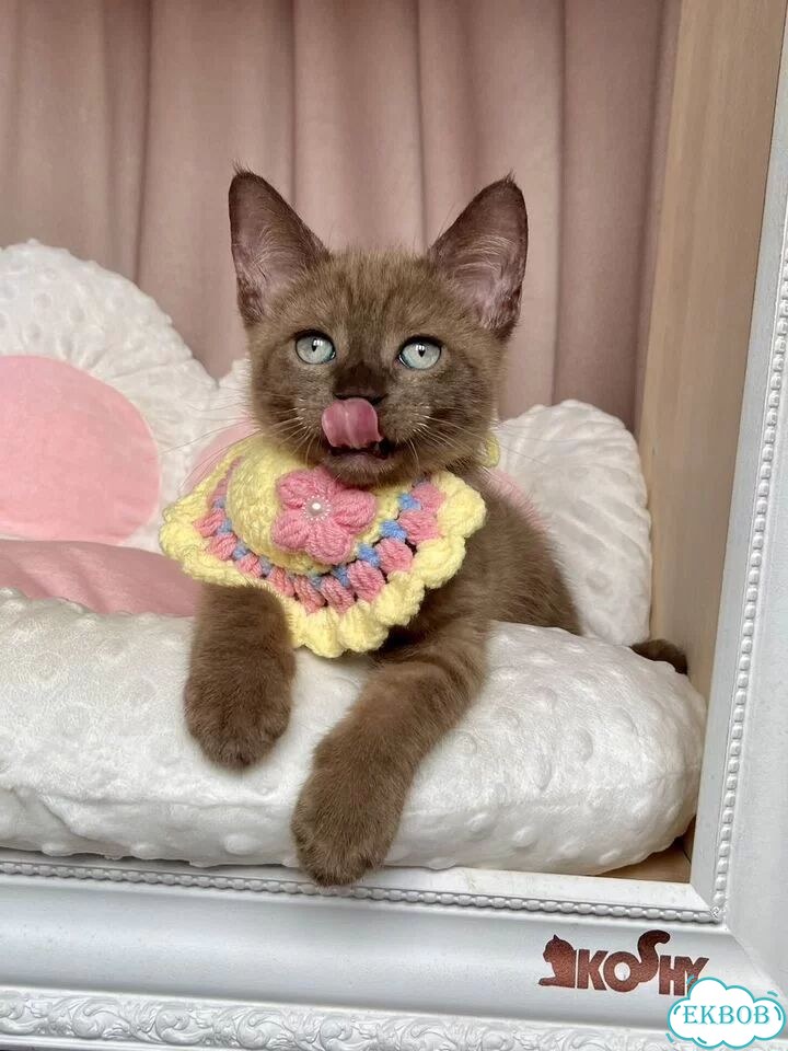 Канадский сфинкс котёнок фото 2