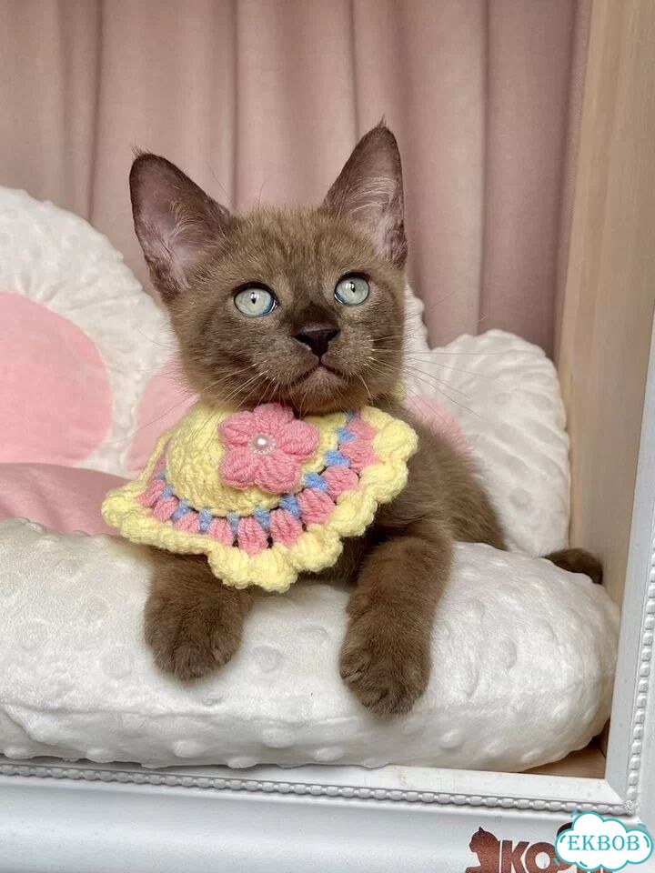 Канадский сфинкс котёнок фото 4