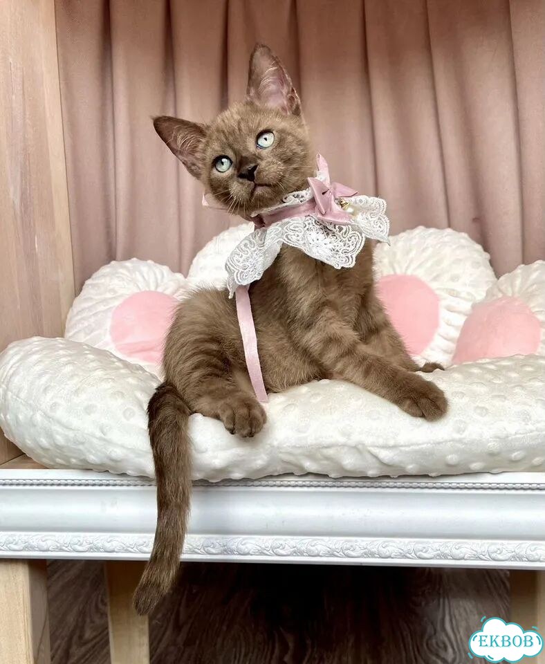Канадский сфинкс котёнок фото 6