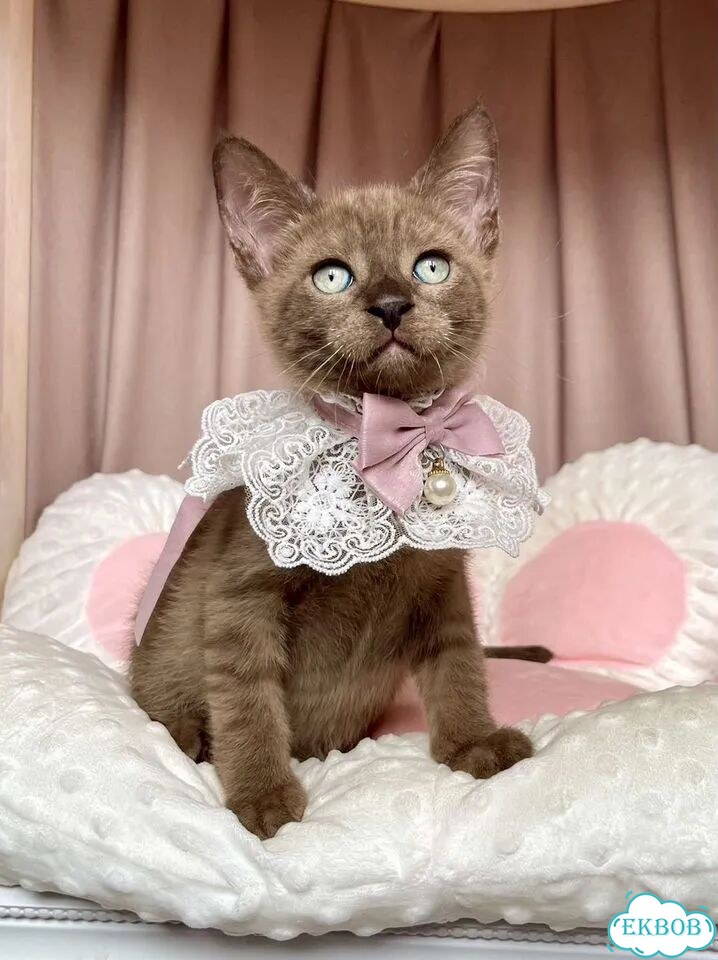 Канадский сфинкс котёнок фото 7