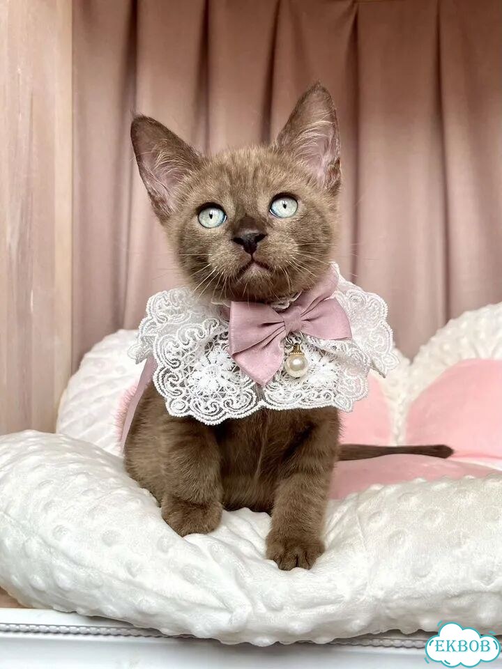 Канадский сфинкс котёнок фото 8