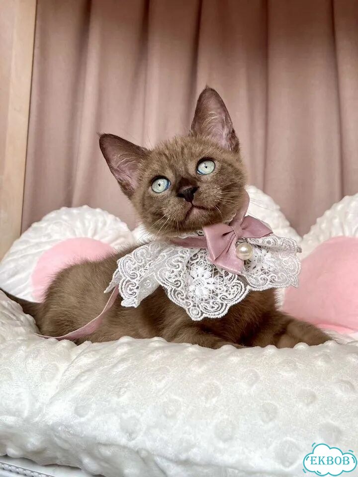 Канадский сфинкс котёнок фото 9