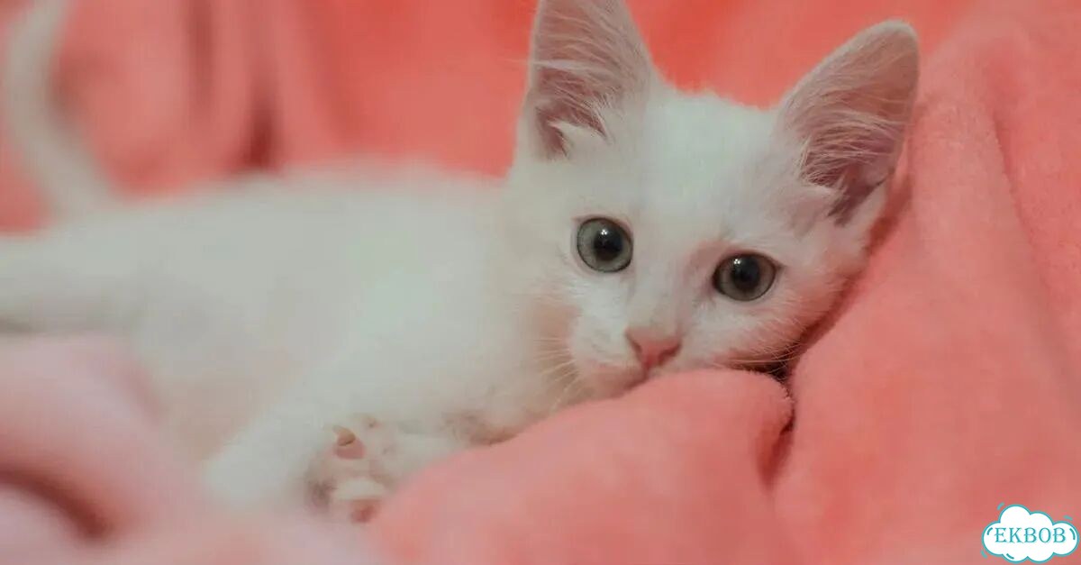 Котёнок в добрые руки фото 1