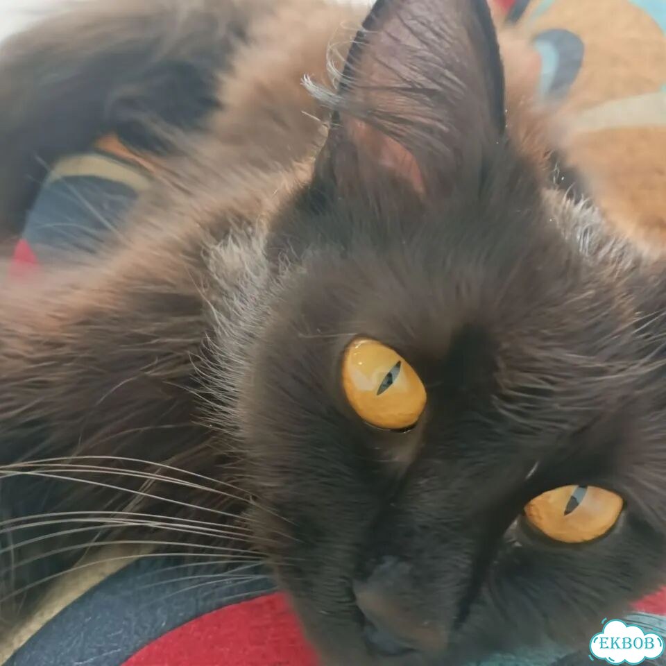 Котёнок в добрые руки фото 1