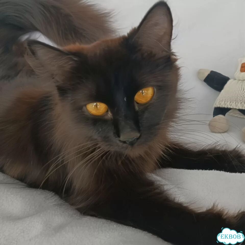 Котёнок в добрые руки фото 2