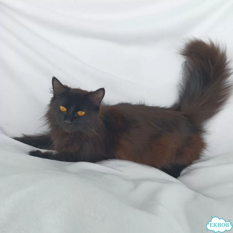Котёнок в добрые руки фото 3