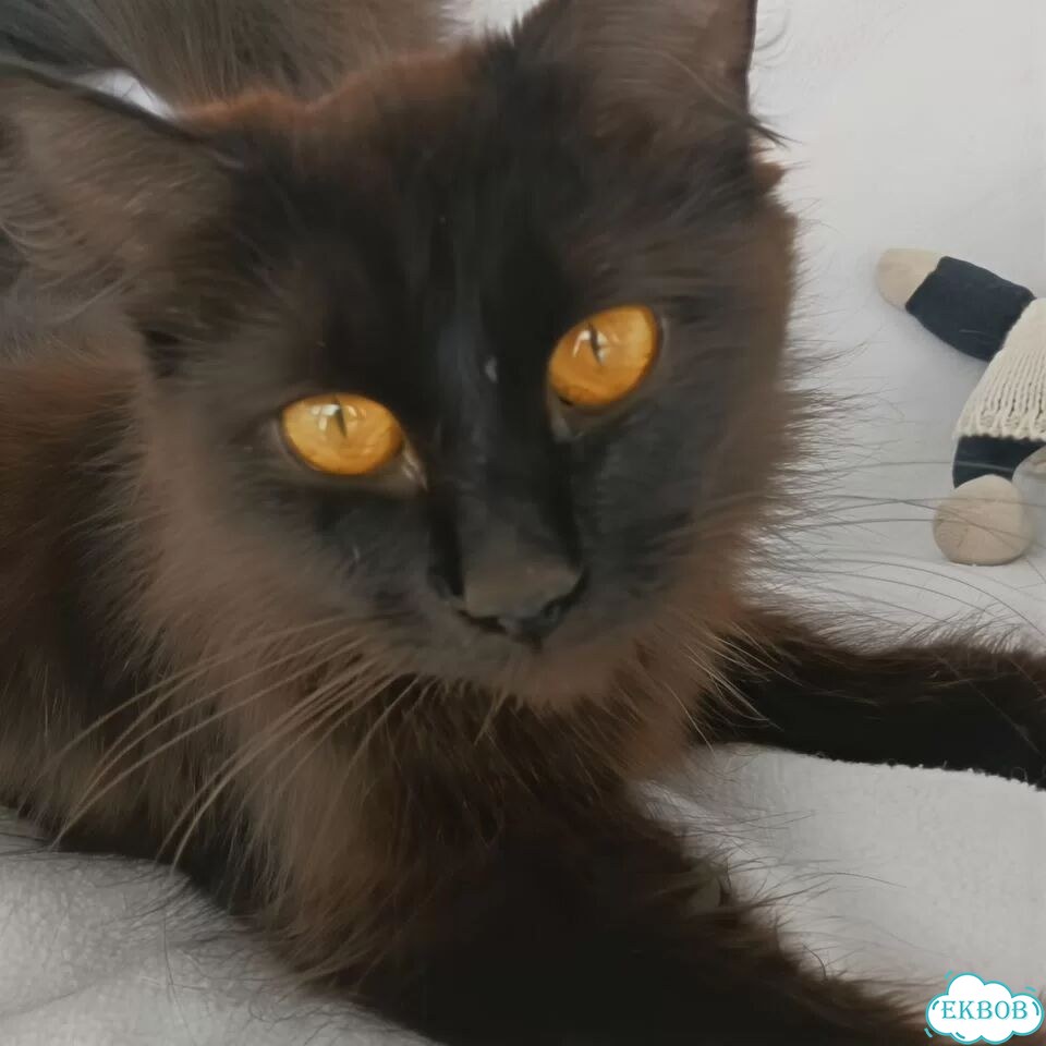Котёнок в добрые руки фото 4