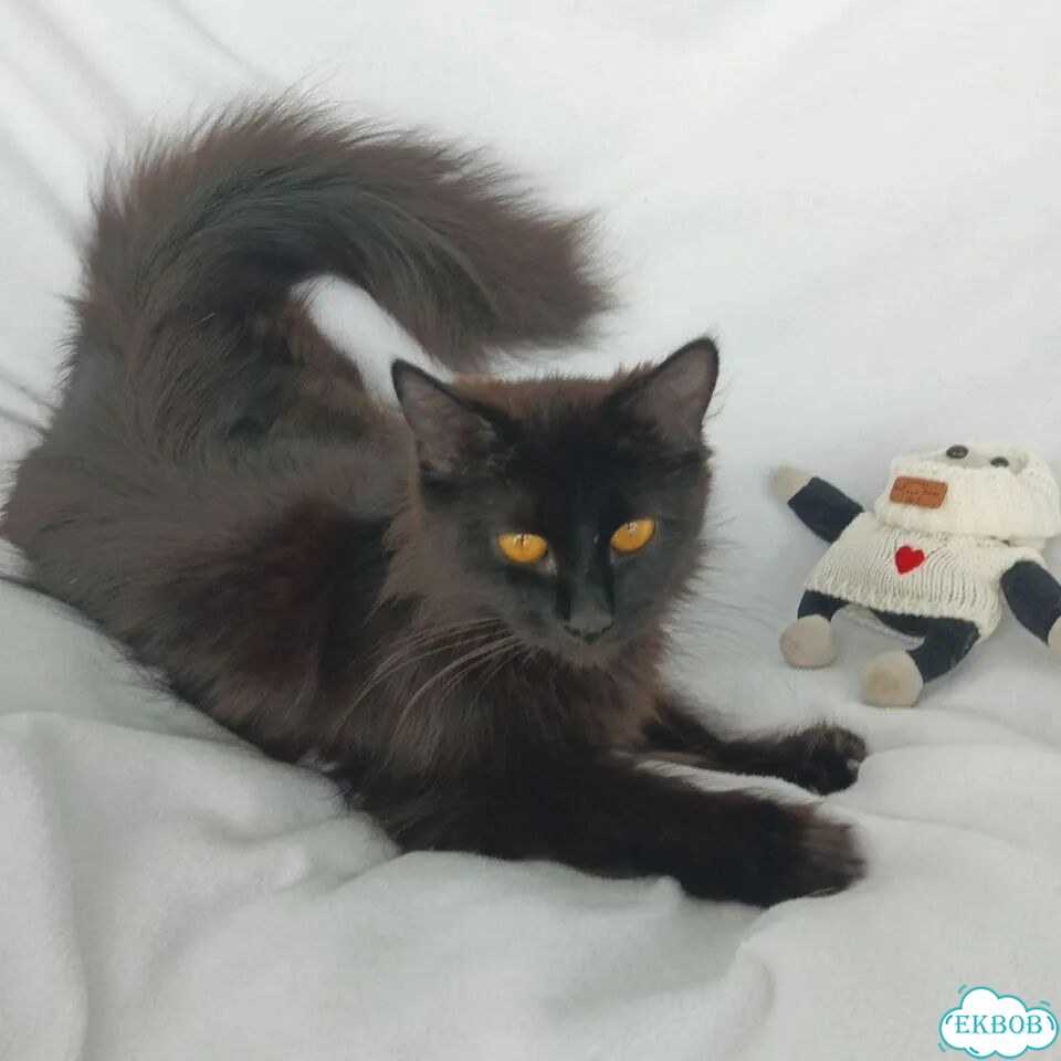 Котёнок в добрые руки фото 5