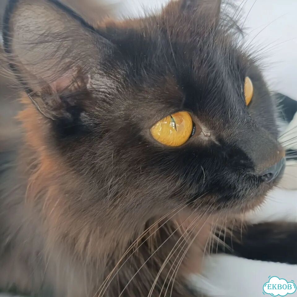Котёнок в добрые руки фото 6