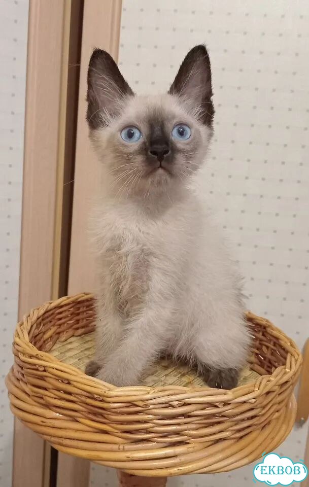 Донской сфинкс котёнок фото 1