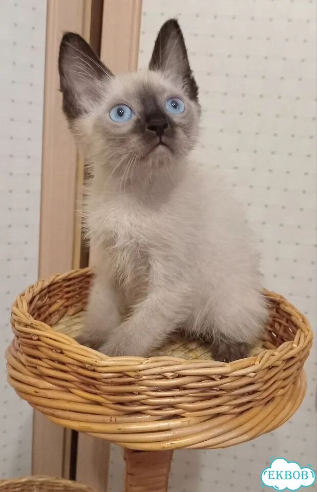 Донской сфинкс котёнок фото 2