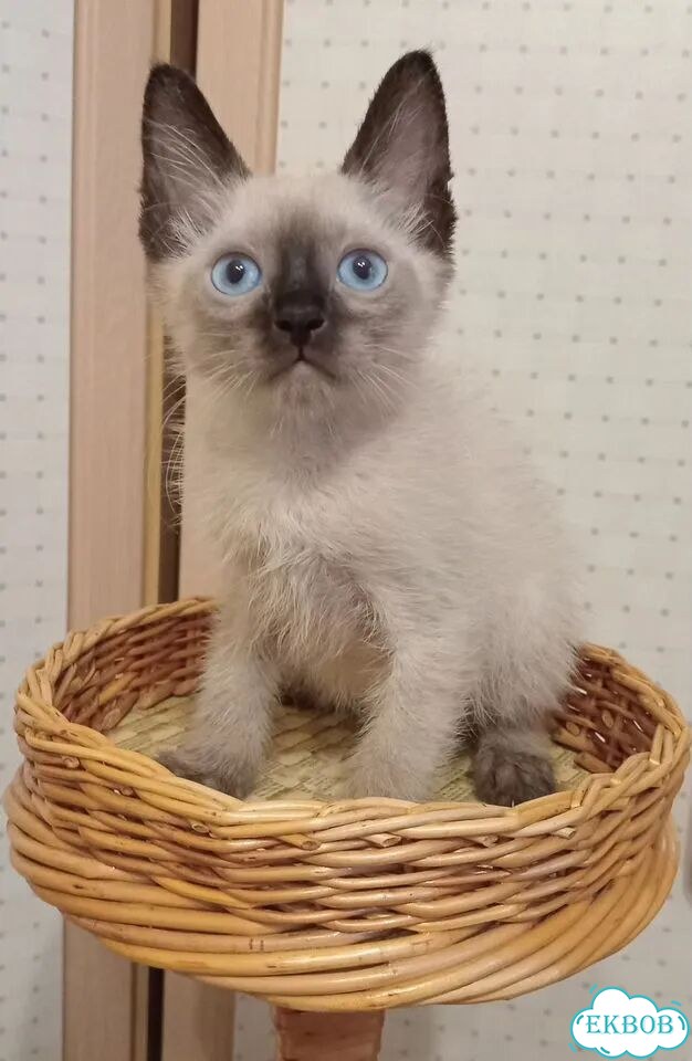 Донской сфинкс котёнок фото 3