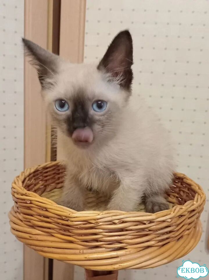 Донской сфинкс котёнок фото 4