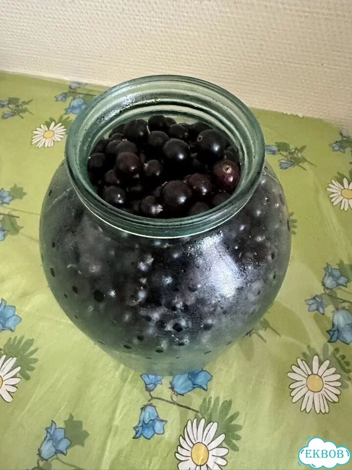 Черная смородина свежая фото 1