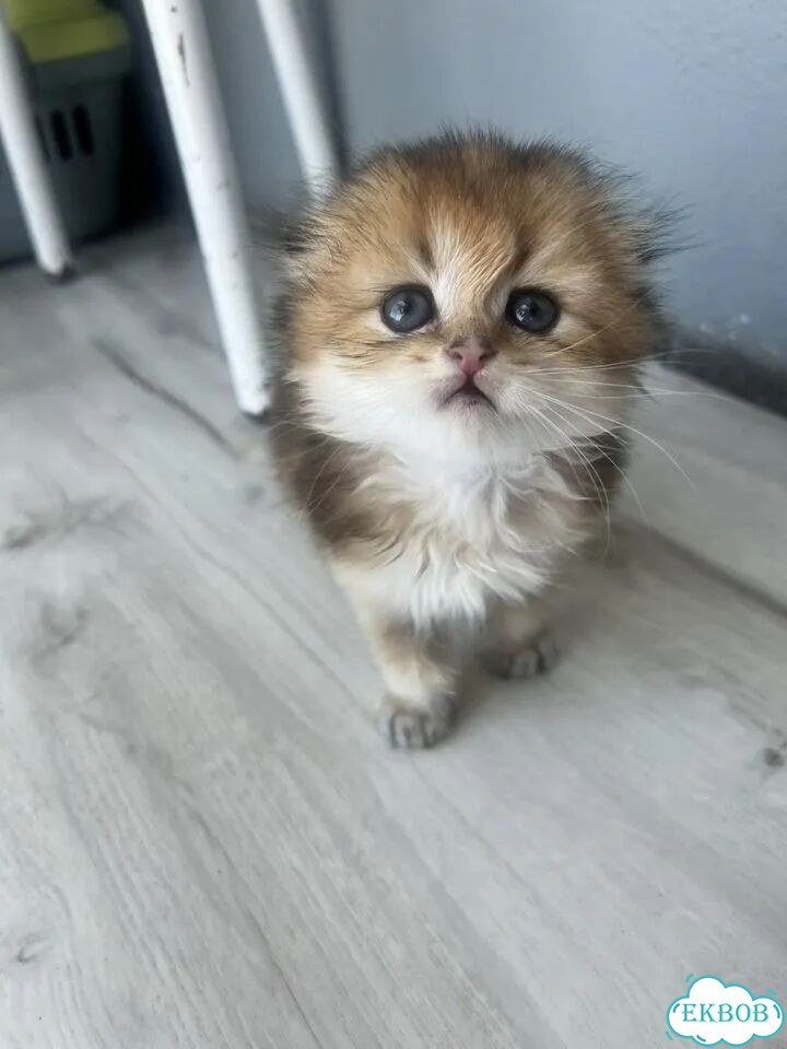Шотландский вислоухий короткошёрстный котёнок фото 1