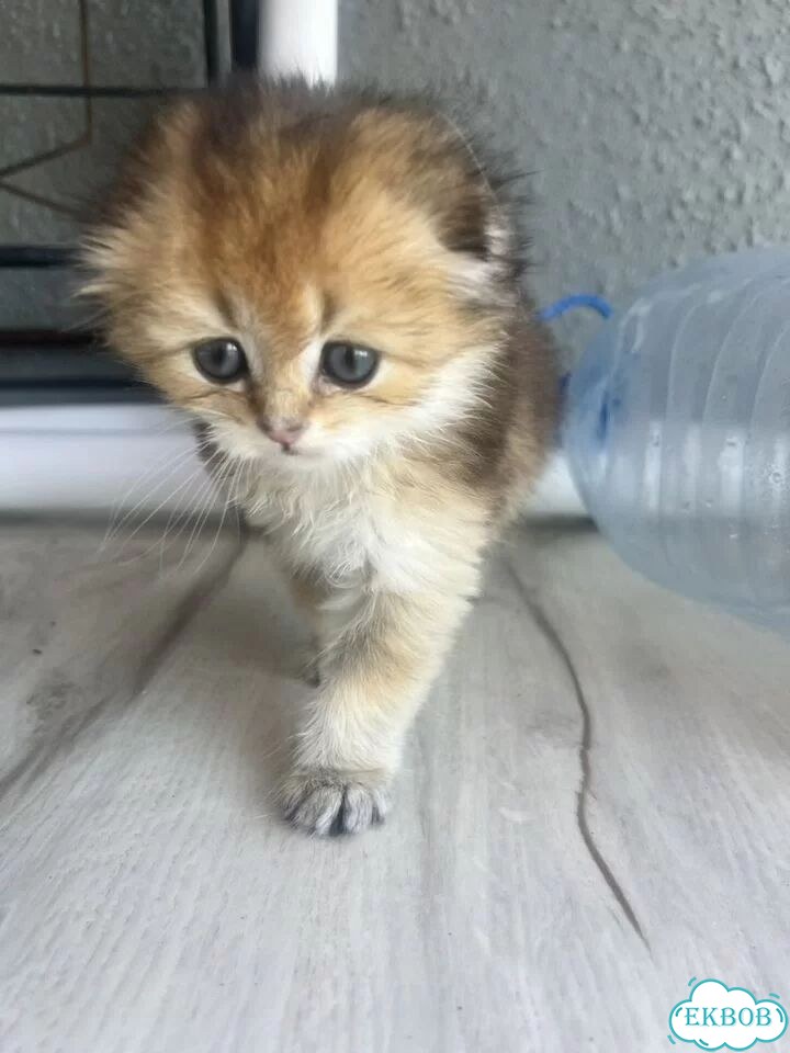 Шотландский вислоухий короткошёрстный котёнок фото 2