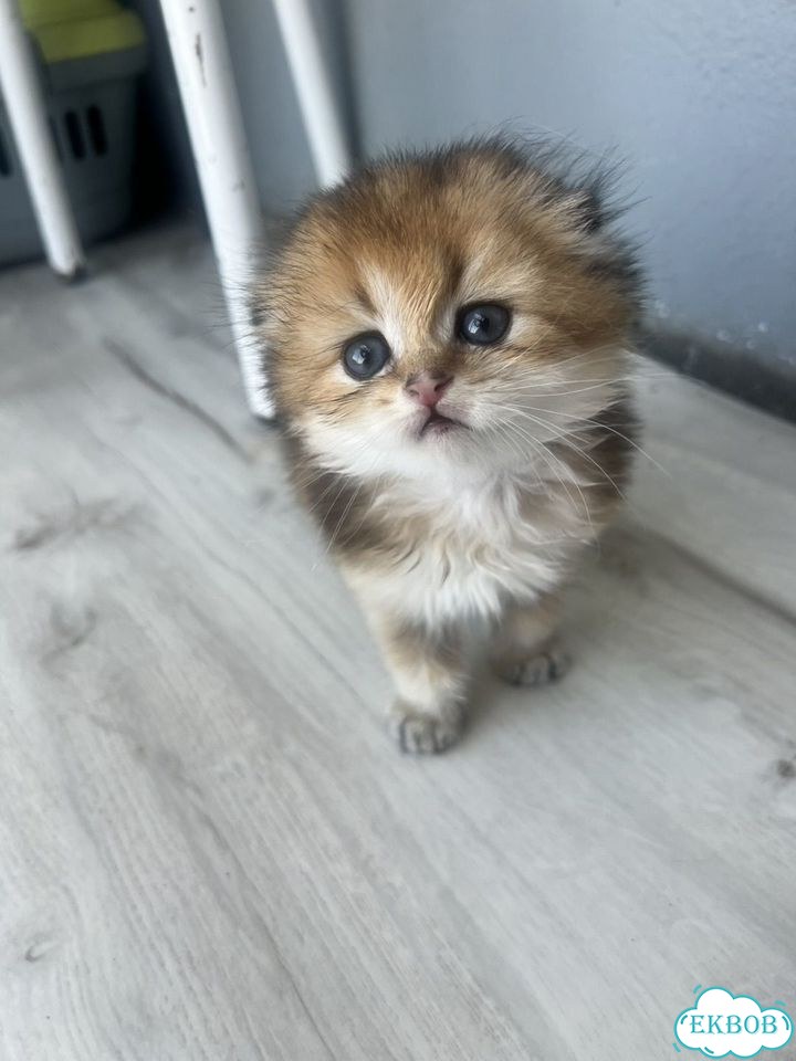 Шотландский вислоухий короткошёрстный котёнок фото 3
